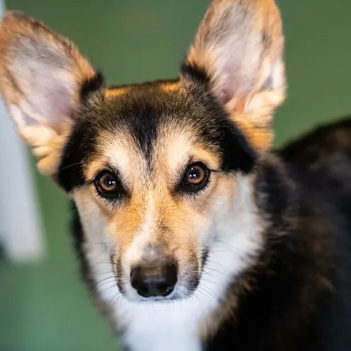 Dog looking up